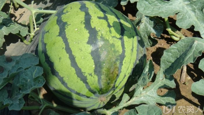 [西瓜]西瓜阴皮,期待高手指点在线等!