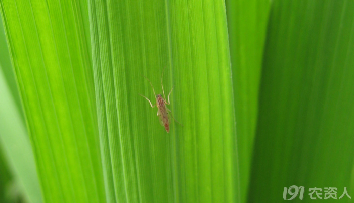 寻找稻瘿蚊.