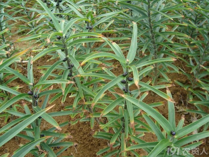 近期发生的百合病害