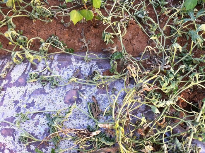 西瓜病害图谱请各位老师会诊支招谢谢