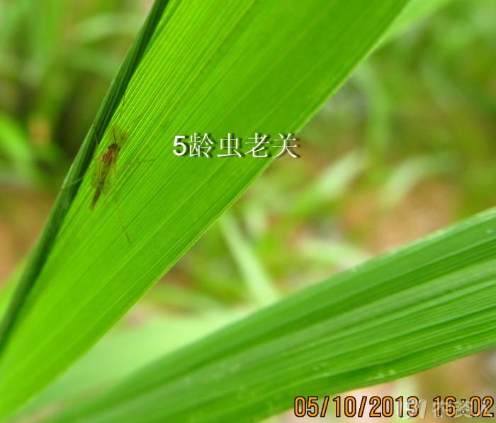寻找稻瘿蚊.
