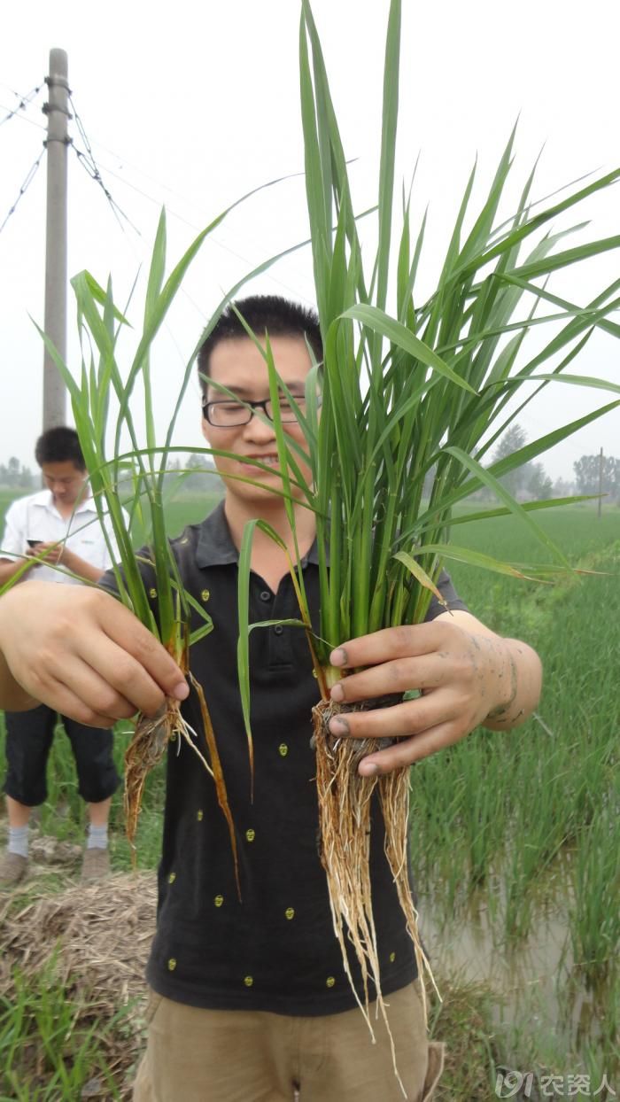 最新出炉2013年y两优1998农户种植田块纵览