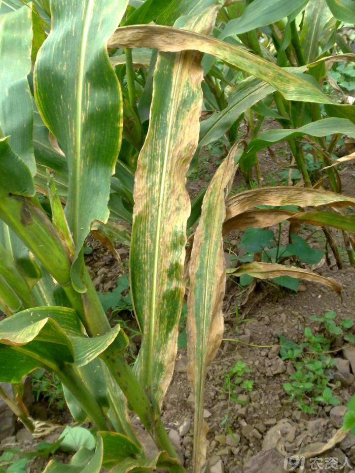 粮食医院求解玉米病害情况