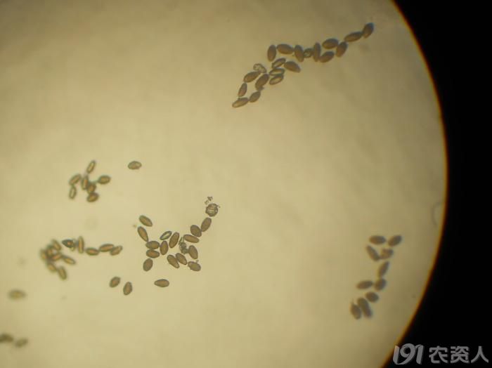 小麦条锈病夏孢子图片图片