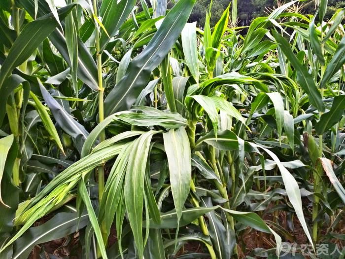 中单808出现玉米疯顶病