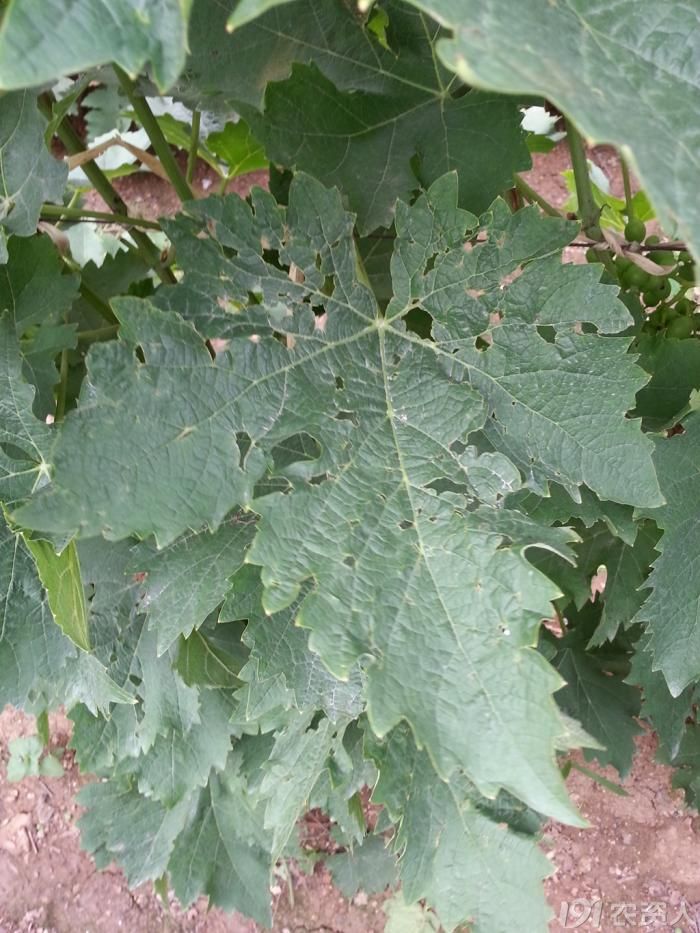 wilson642o13葡萄绿盲蝽危害后症状高清大图