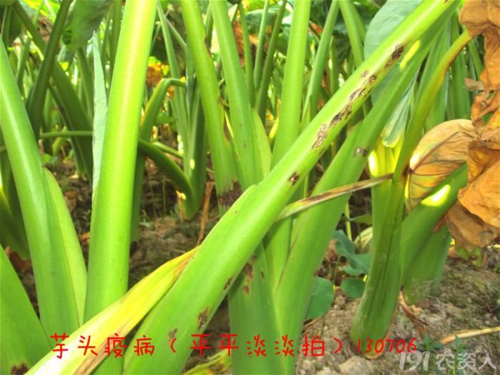 红苞喜林芋叶斑病图片