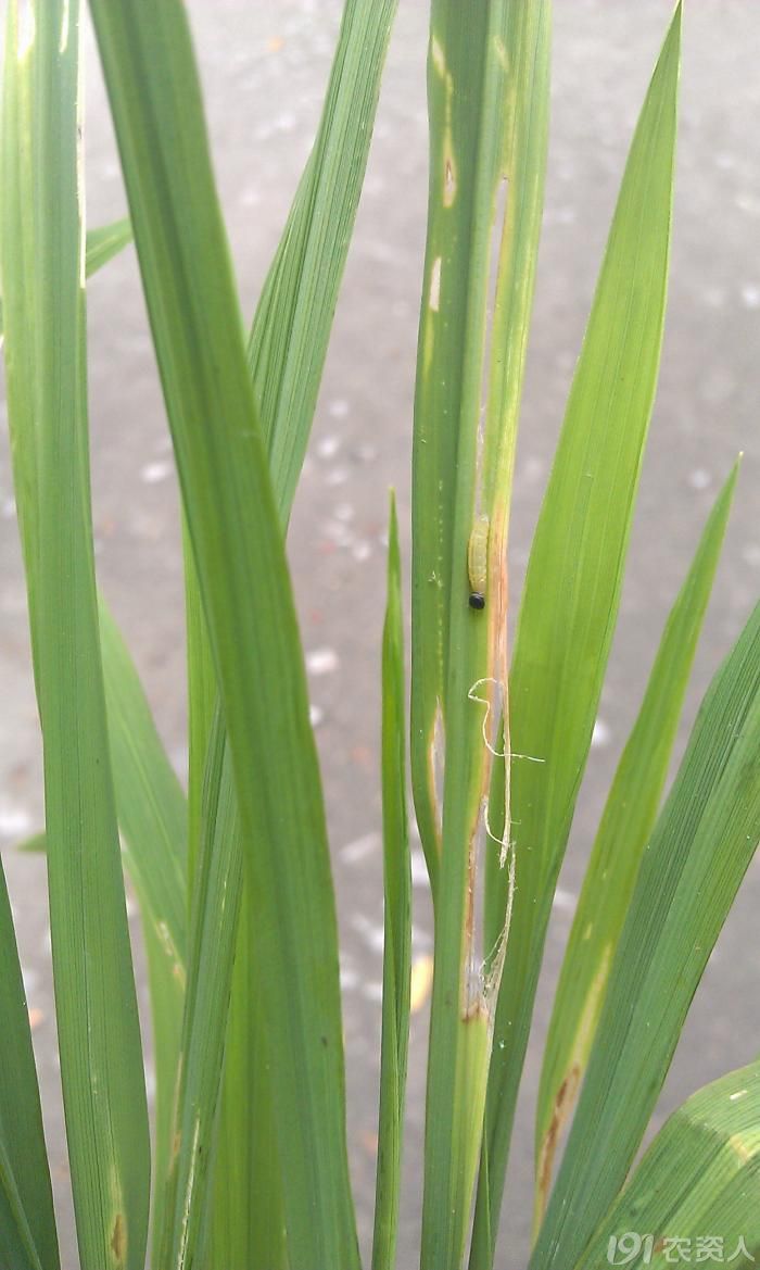 水稻潜叶蝇幼虫图片