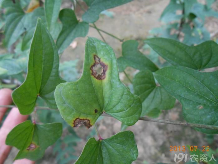 小晴说病害麻山药炭疽病