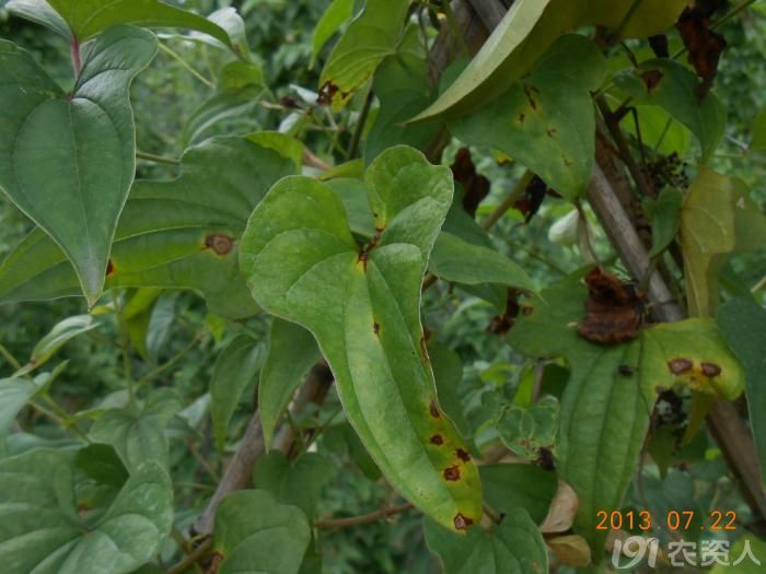 小晴说病害麻山药炭疽病