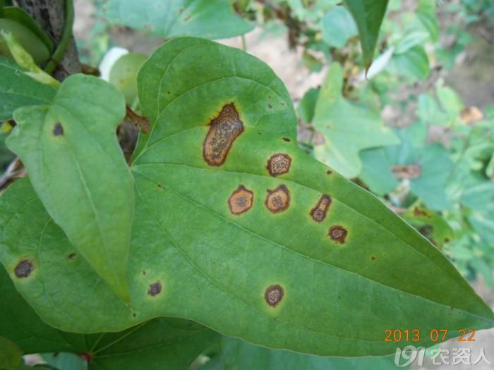 小晴说病害麻山药炭疽病