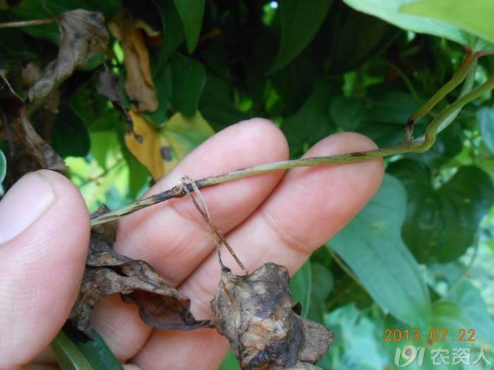 小晴说病害麻山药炭疽病