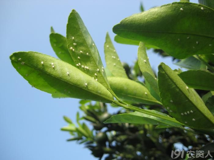 高清昆虫图谱茄子害虫--白粉虱;茶叶害虫--黑刺粉虱,茶小绿叶蝉