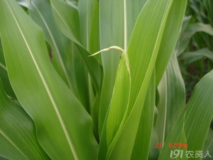 玉米心叶发病