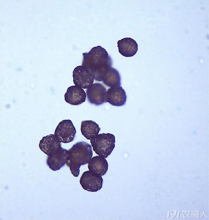 显微镜下的视界丝瓜的花粉