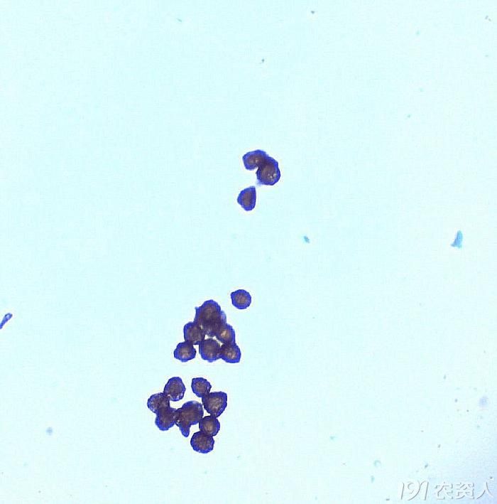 【显微镜下的视界】丝瓜的花粉