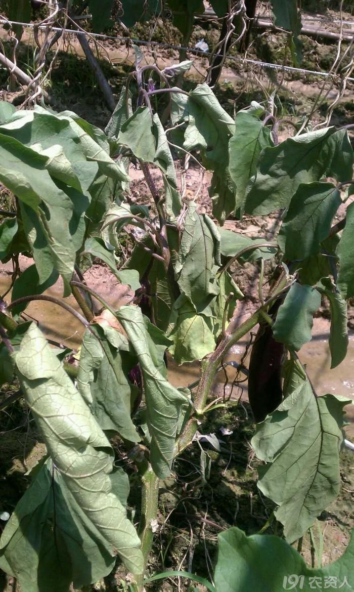[茄子]请问这是枯萎?黄萎病吗?