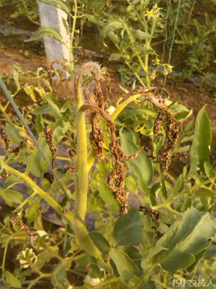 [番茄]番茄顶腐病诊断