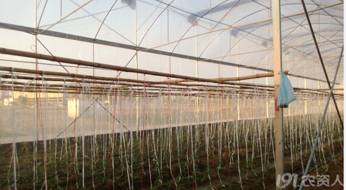 牛逼竹棚吊绳樱桃番茄求鉴定