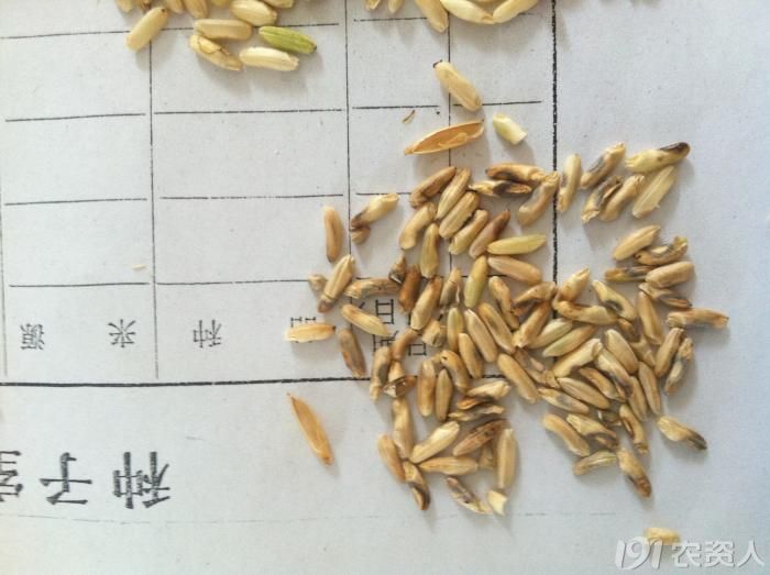 刚收的水稻种子去壳后发现很多是黑色烂的芽率也很差请问是什么原因