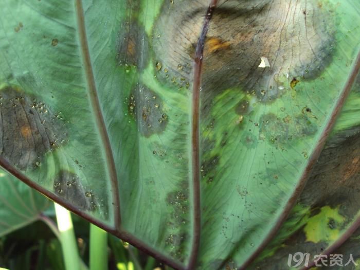 飞羽竹芋叶斑病图片图片