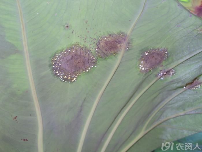 飞羽竹芋叶斑病图片图片