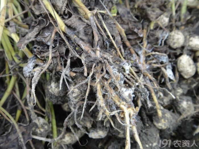 2013年9月25日正阳县雷寨乡 收获期轻微的白绢病症状