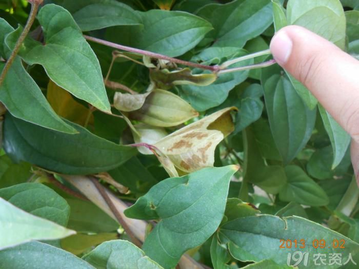 小晴说病害麻山药疫病