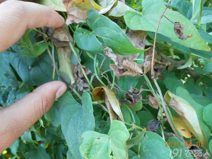 小晴说病害麻山药疫病