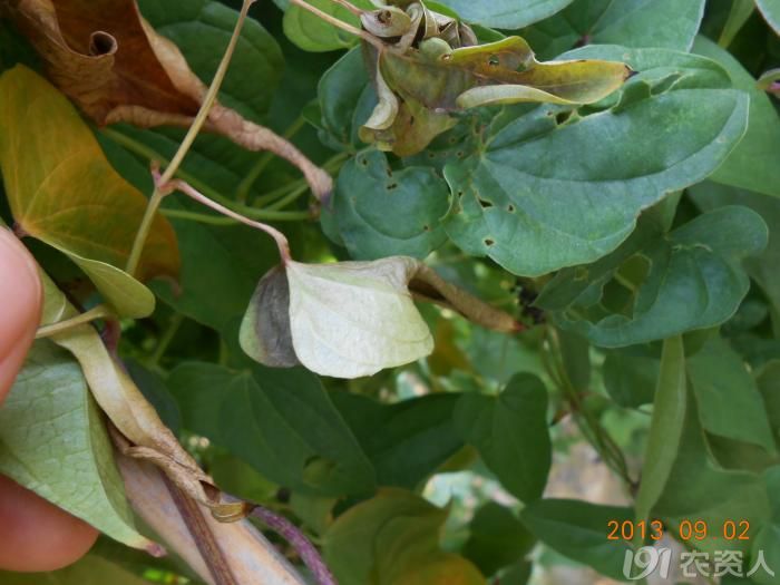 小晴说病害麻山药疫病