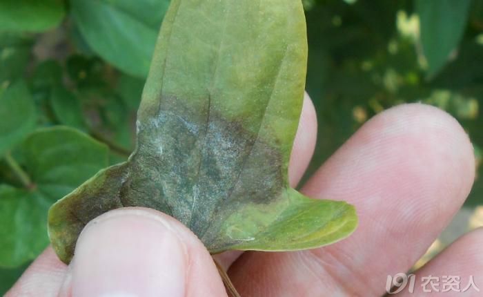 小晴说病害麻山药疫病