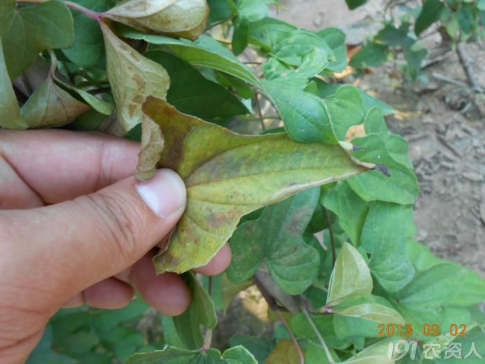 小晴说病害麻山药疫病