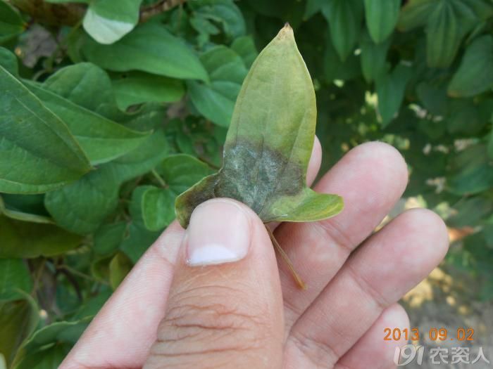 小晴说病害麻山药疫病