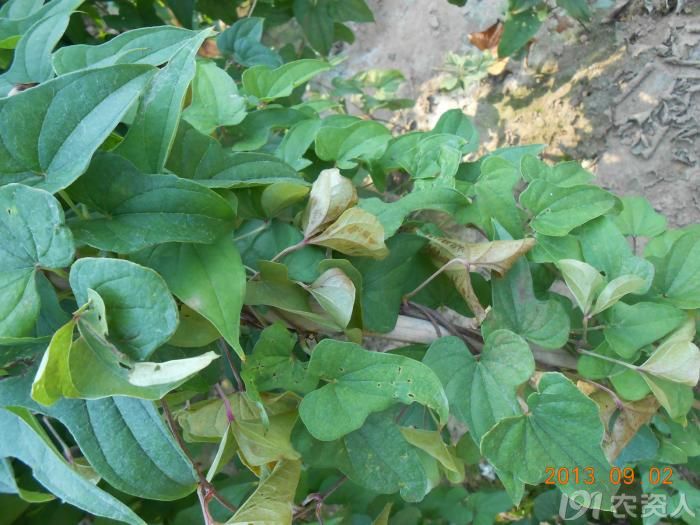 小晴说病害麻山药疫病