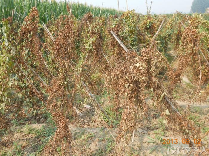 小晴说病害麻山药疫病