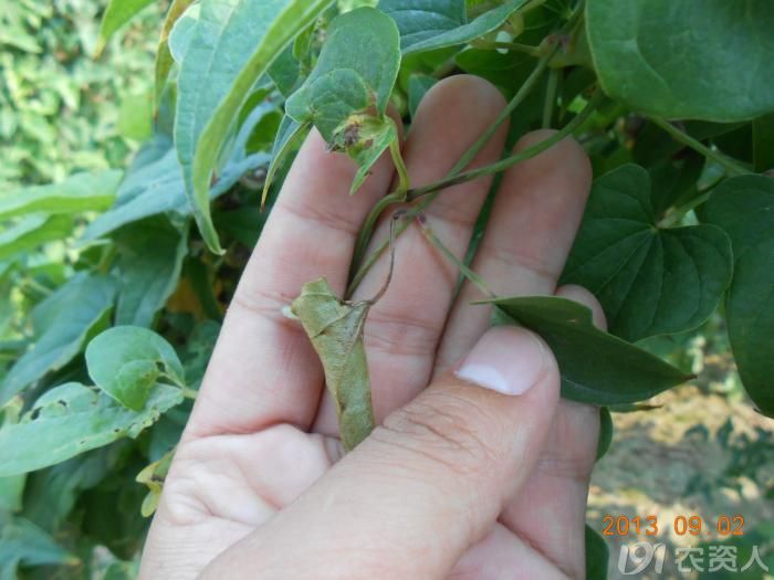 小晴说病害麻山药疫病