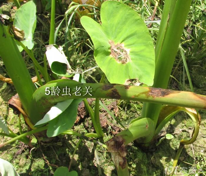 老关看图迎中秋南方疫病芋头1