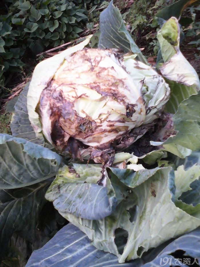 [甘蓝]看看这些病害