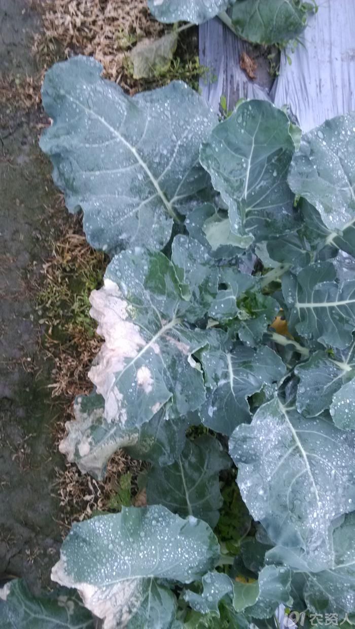 [青花菜]求助青花菜,白花菜叶片病害