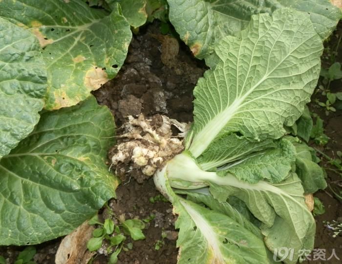 大白菜根肿病