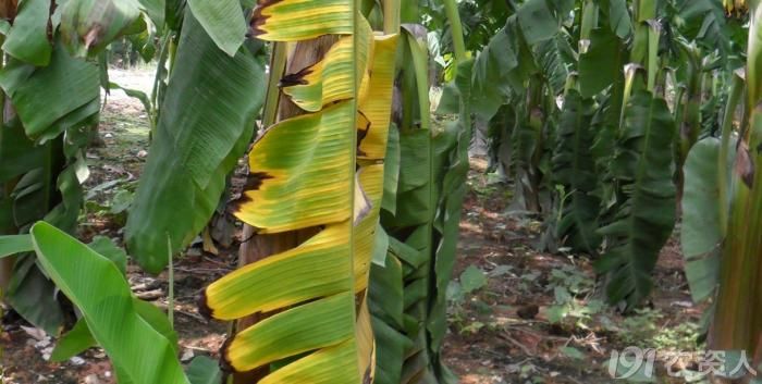 黄的痛苦粉蕉黄叶病写真