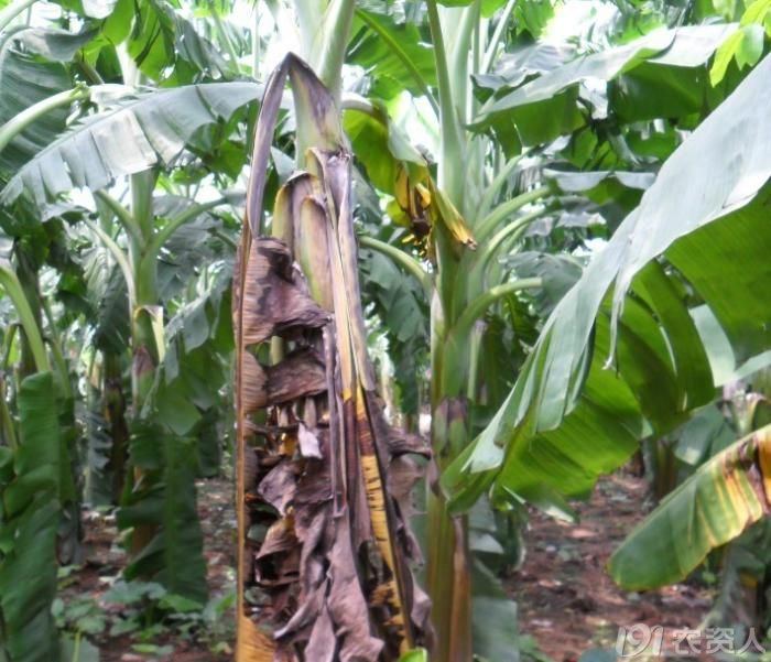 黄的痛苦粉蕉黄叶病写真