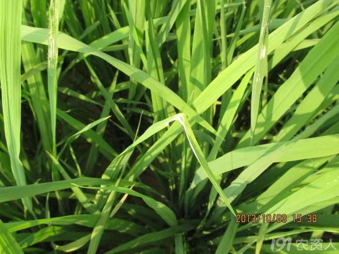 老关简图稻秆蝇及水稻干尖线虫为害图