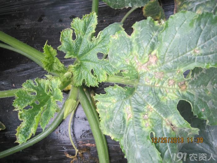 [西葫芦瓜]西葫芦黑星病高清照片