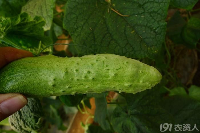 黄瓜病毒病高清图