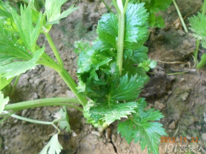 小晴說病害芹菜西葫蘆病毒病