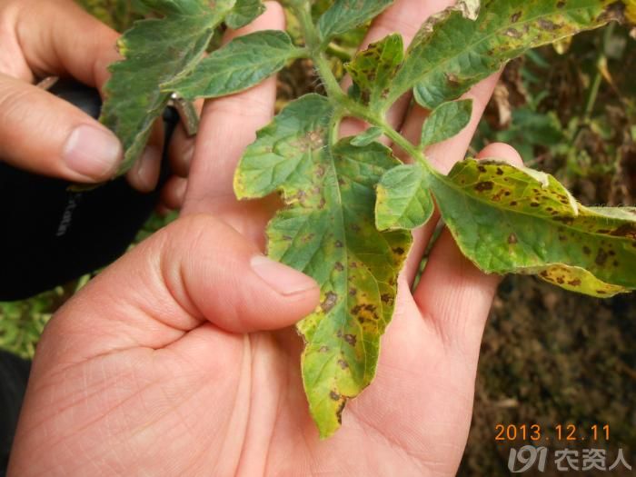 小晴说病害番茄早疫病