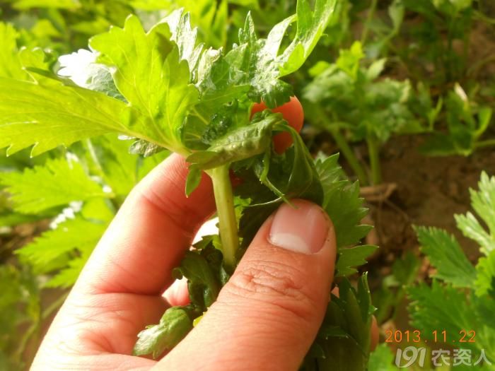 小晴說病害芹菜西葫蘆病毒病