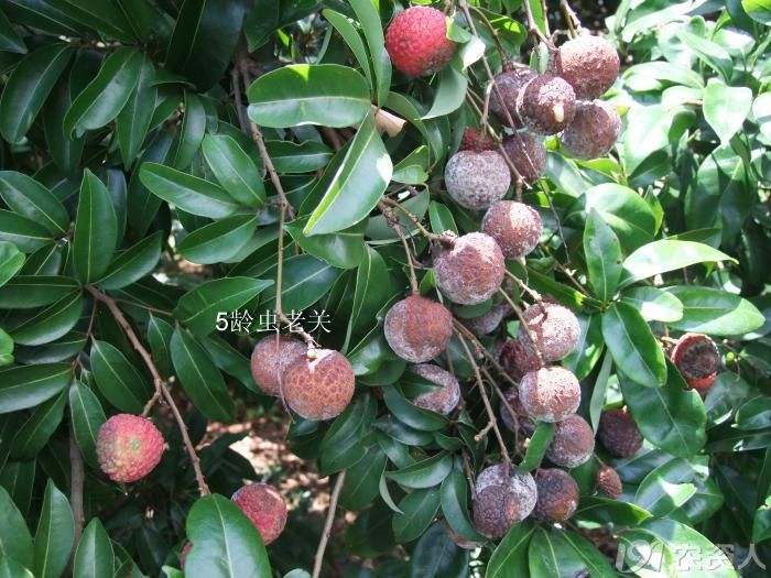老关看图:荔枝霜疫霉病.