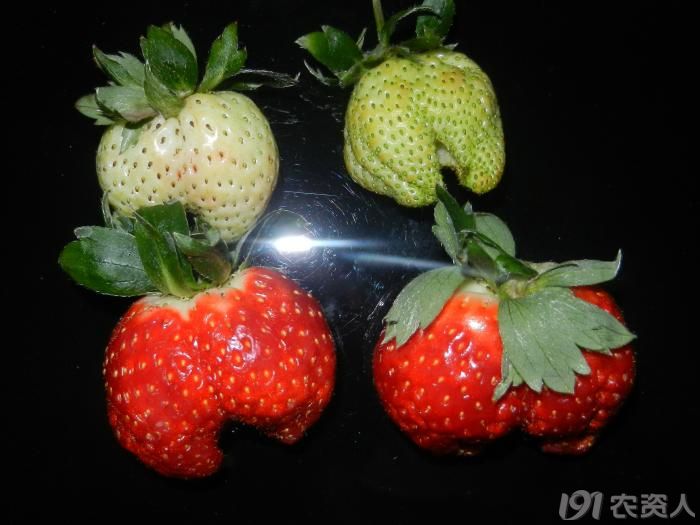 [草莓]草莓这个形状的畸形果是怎么造成的